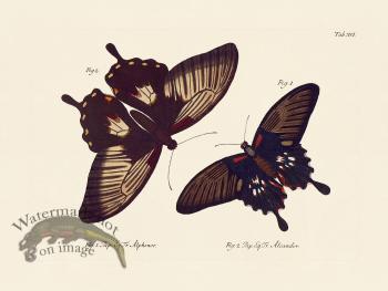 Jablonsky Butterfly 016